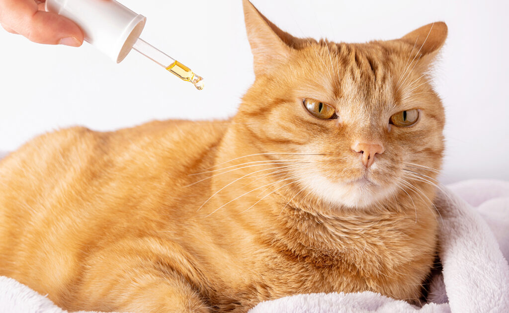 Apitherapy to treat your cat: principle and limits