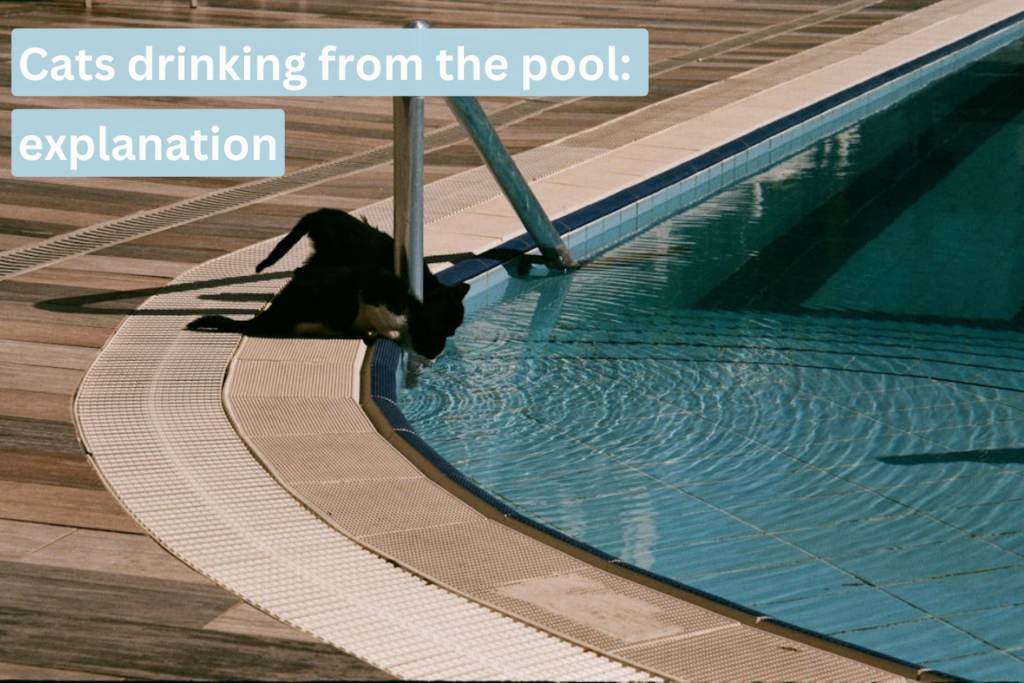 Cats drinking from the pool: explanation