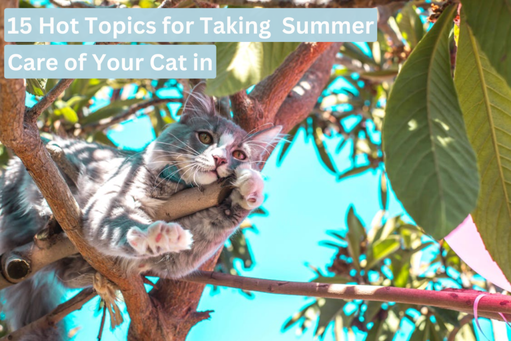 15 Hot Topics for Taking Care of Your Cat in Summer