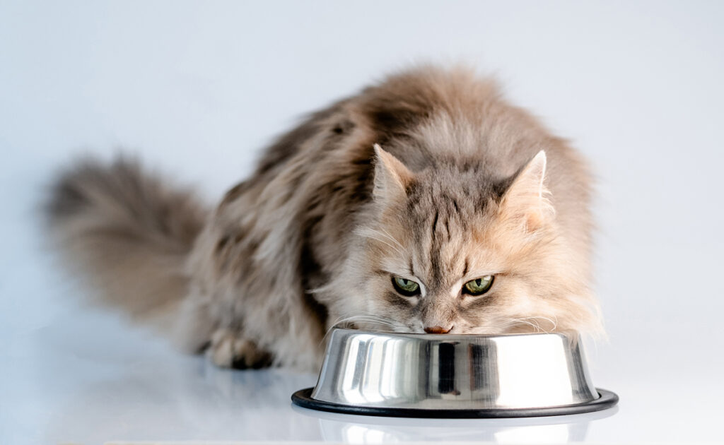 Mono-protein cat food: what are we talking about?