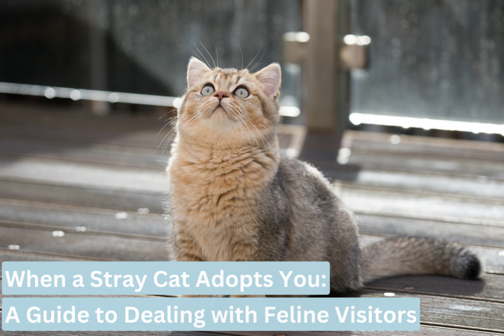 When a Stray Cat Adopts You: A Guide to Dealing with Feline Visitors