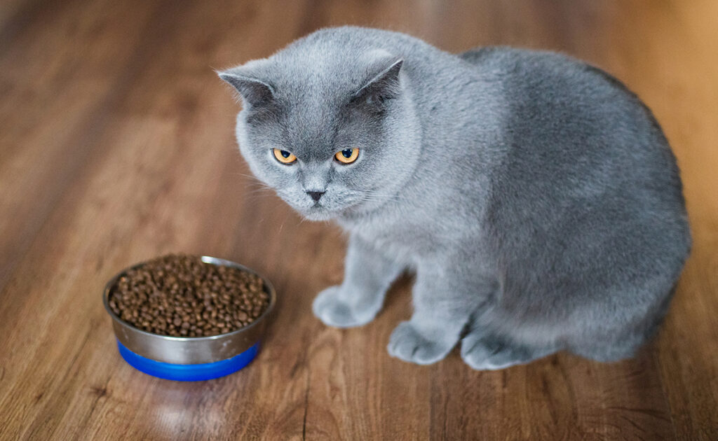Why should you never take away your cat’s food bowl?