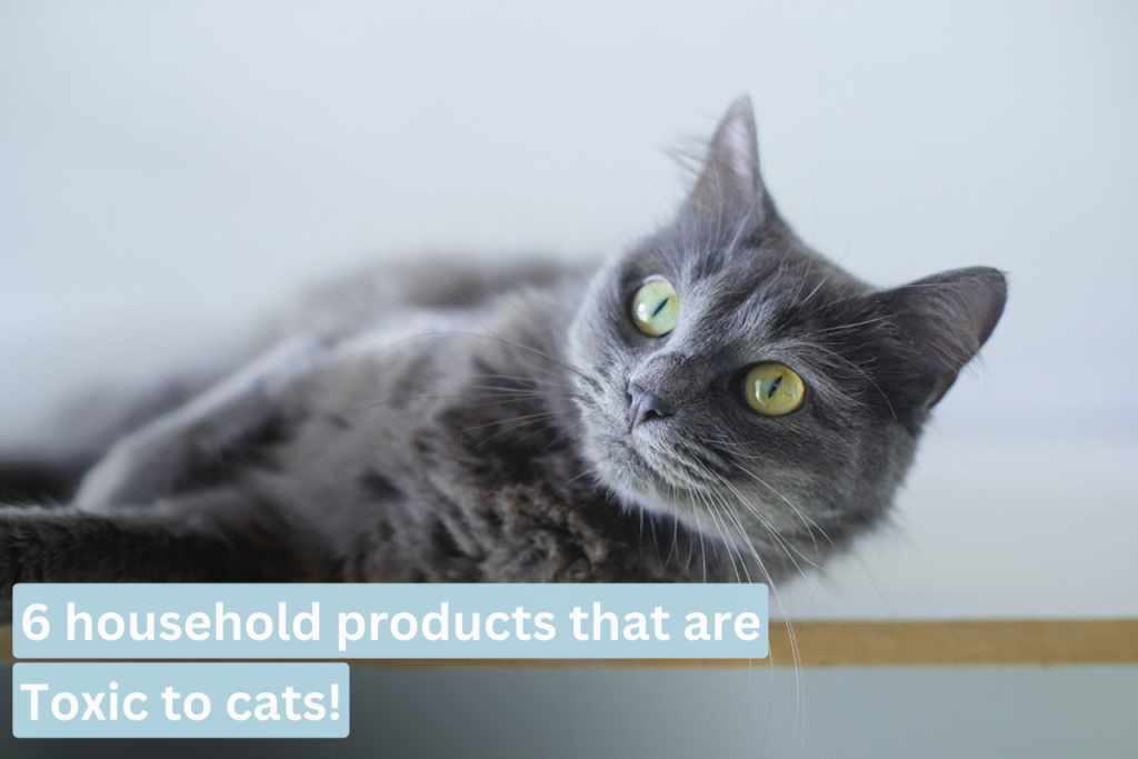 6 household products that are toxic to cats!